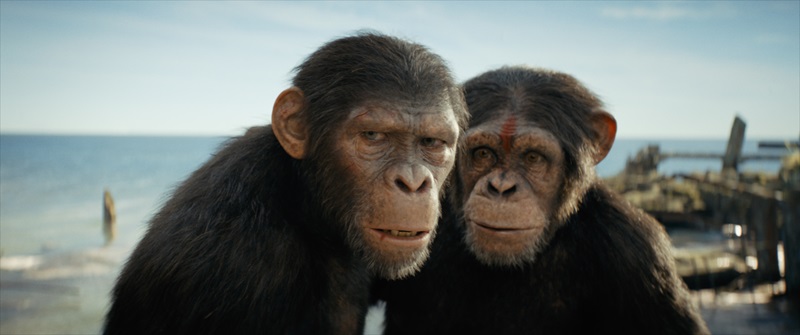 film kingdom of the planet of the apes